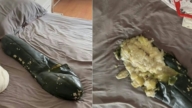 冬瓜變炸彈?夏天抱瓜睡覺竟半夜炸瓜 專家提醒