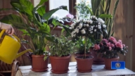 澆水越多越好?室內植物養護常見誤區