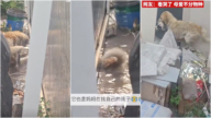 濟南暴雨後狗媽媽邊哭邊找幼崽 視頻熱傳（視頻）