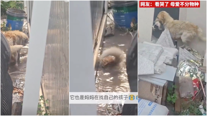 濟南暴雨後狗媽媽邊哭邊找幼崽 視頻熱傳(視頻)