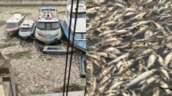 触目惊心!河南河面漂浮大量死鱼 恶臭难闻(视频)