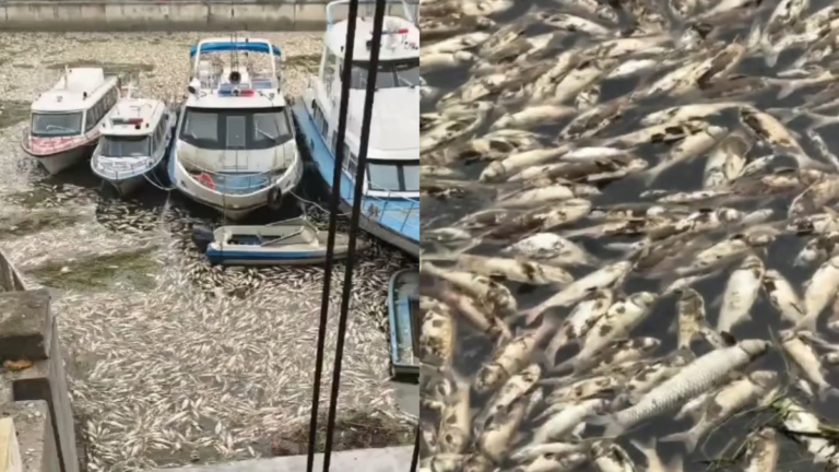 觸目驚心！河南河面漂浮大量死魚 惡臭難聞（視頻）