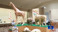 古今生物跨时空相遇 日本堺市博物馆特展
