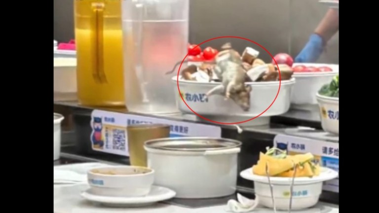 上海火鍋店驚現大老鼠 廈門消殺公司竟用敵敵畏