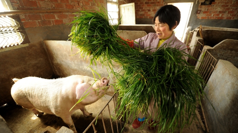 大陸新規：剩菜剩飯直接餵豬 違法或被重罰