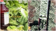 甲醛白菜事件發酵 韓國緊急加強白菜通關檢測