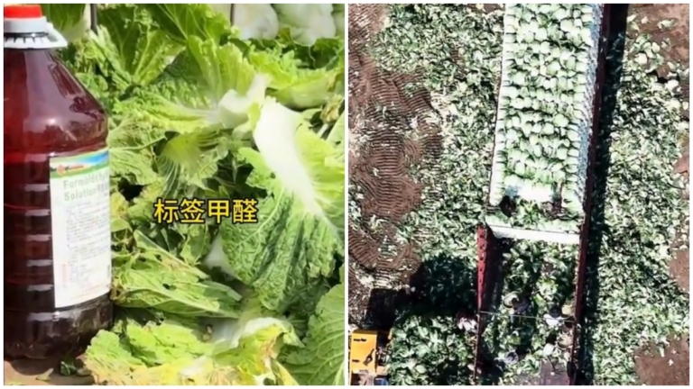 甲醛白菜事件發酵 韓國緊急加強白菜通關檢測