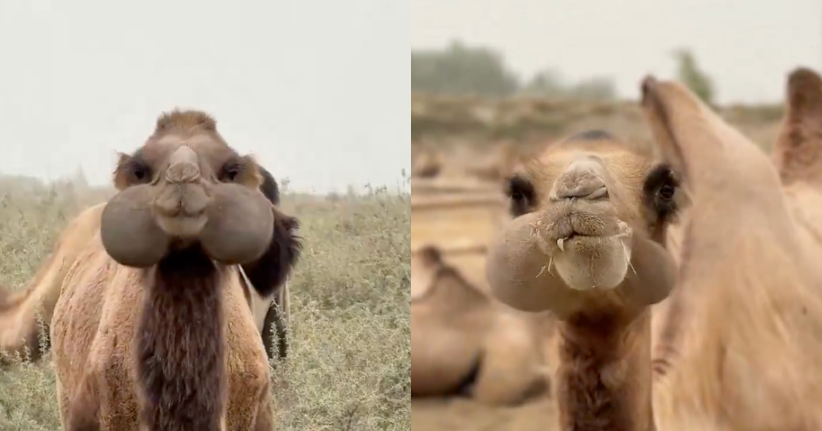 Media reports say a unique-looking camel in China was banned by a platform for 'vulgarity,' netizens question censorship standards
