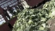 甲醛白菜风波发酵 广州白菜销量和价格大降