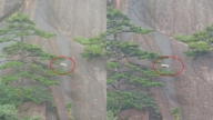 黃山懸崖驚現「飛簷走壁」小白貓 影片走紅(視頻)