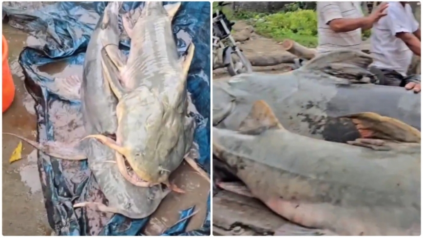 怪魚隨尼泊爾洪水湧入 印度警告:千萬別吃 或有病毒