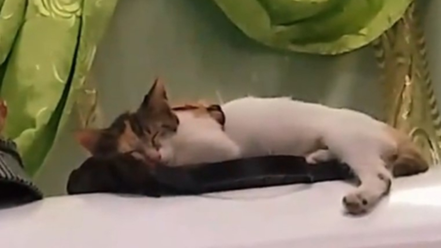 女主人病逝后 获救流浪猫守灵趴棺送最后一程