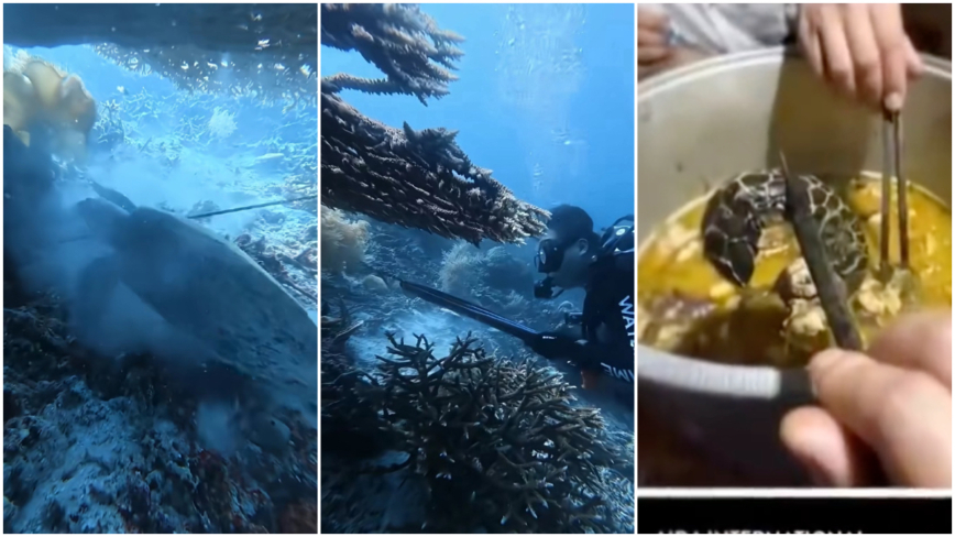 中国籍潜水教练在印尼射杀玳瑁食用 离境时被逮