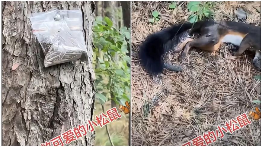 为抢松子毒杀松鼠 传东北包山经营者树上挂毒瓜子