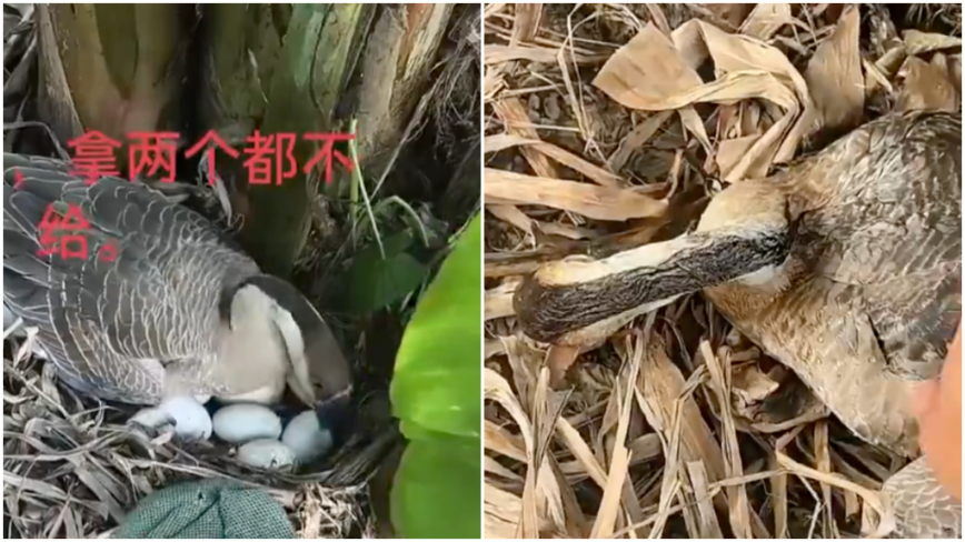 男子捡鹅蛋吃 大鹅当场“气死”（视频）