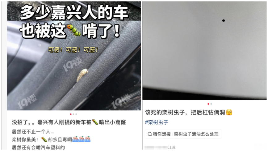 虫子咬穿汽车？上海、浙江多地车辆出现小圆孔