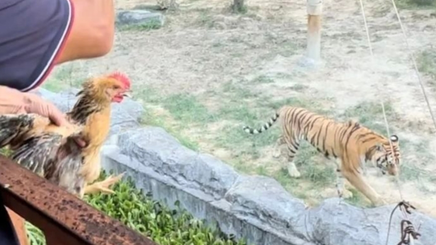 福建动物园活鸡喂猛兽 游客直呼“残忍”（视频）