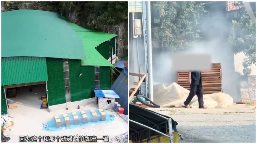 还有什么能吃？硫磺竹笋还没结束 硫磺桂花又来了（视频）