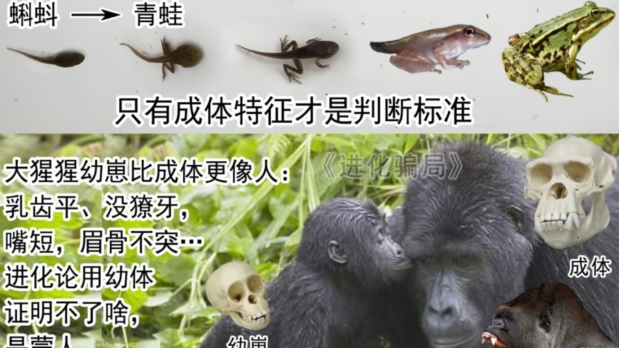 进化骗局（31） 非洲猿人造假序幕