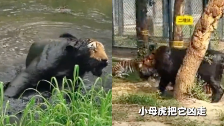 东北虎沉迷泥坑打滚如黑豹 屡遭雌虎嫌弃