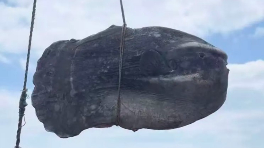 浙江惊现300多斤巨型翻车鱼 体型罕见(视频)