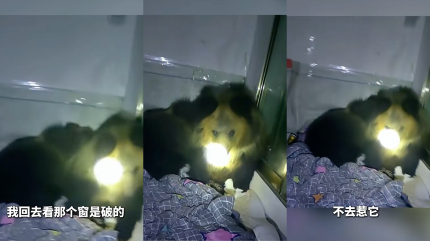 两只藏马熊躺床上睡觉 西藏小伙被不速之客吓懵